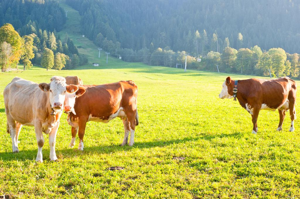 Hartlhof Urlaub Am Baby- Und Kinderbauernhof Niederau Kültér fotó
